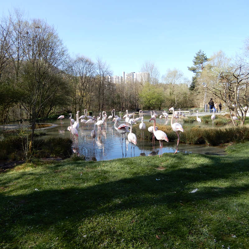 Les flamands roses Les flamands roses