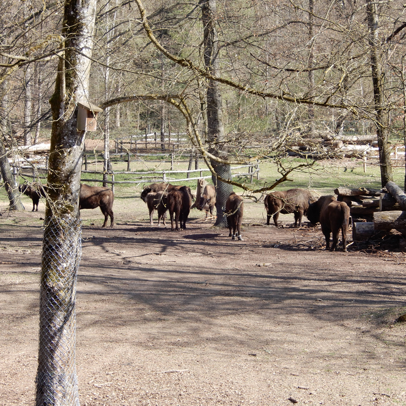 Les buffles Les buffles