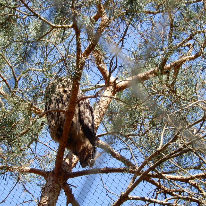 Le hibou Grand Duc Le hibou Grand Duc