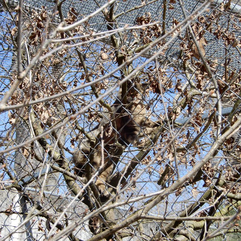 Le chat sauvage Le chat sauvage