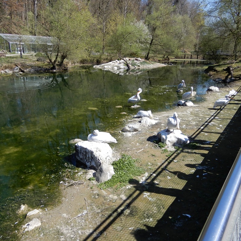Les pélicans Les pélicans